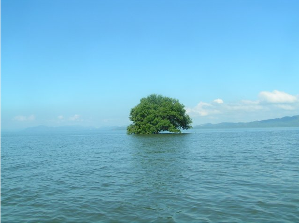 Overweging: Bomen in de zee