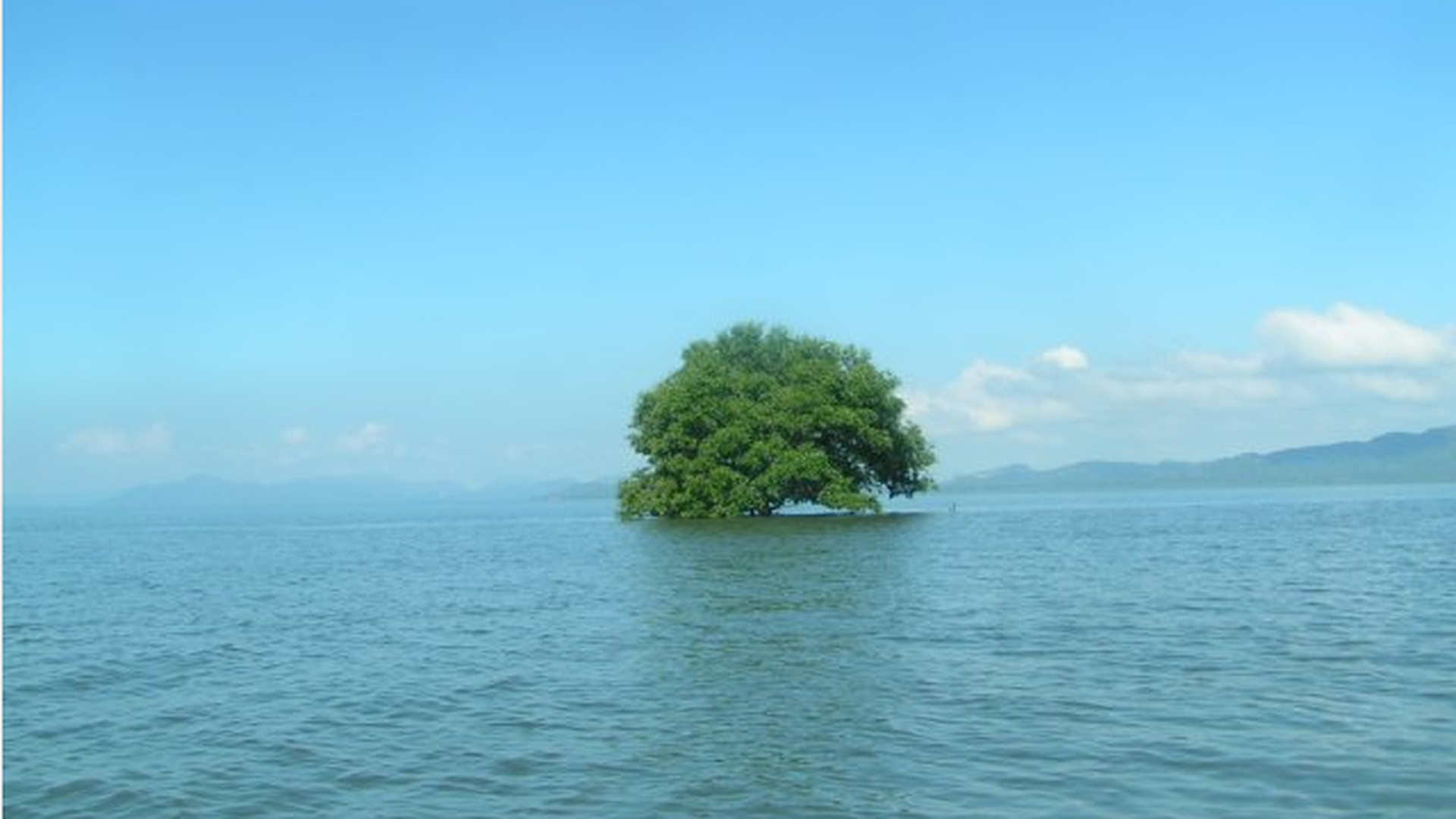 Overweging: Bomen in de zee